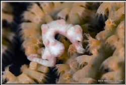 Still another pigmy but this time taken whith my D200/105... by Yves Antoniazzo 
